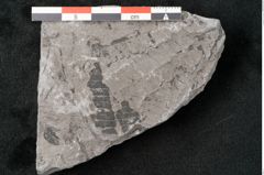 Foto (Detailansicht) von Neuropteris sp.  (NHMW-GEO-2024-0188-10694)